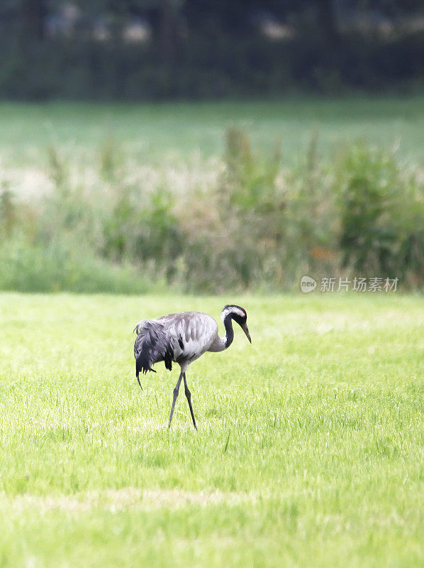 普通起重机(Grus Grus)